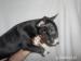 Miniature Bullterrier Puppies - Sale