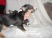 Miniature Bullterrier Puppies - Sale