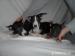 Miniature Bullterrier Puppies - Sale
