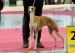Whippet s PP - Prodej
