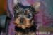 Yorkshiere terrier, suczka i piesek - Sprzedaż