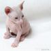 Don sphynx s PP - Predaj