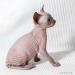 Don sphynx s PP - Predaj