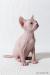 Don sphynx s PP - Predaj
