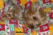 Yorkshirsky terier stenatka - Predaj