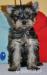 Yorkshire terrier s PP - Predaj