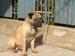Bullmastiff - Predaj