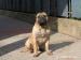 Bullmastiff - Predaj