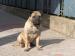 Bullmastiff - Predaj