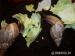 Oblovky - Achatina reticulata - Prodej