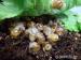 Oblovky - Achatina reticulata - Prodej