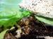 Oblovky - Achatina reticulata - Prodej