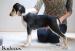 Saluki - Predaj