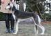 Saluki - Predaj