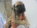Bullmastiff - Predaj
