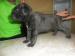 Bullmastiff - Predaj