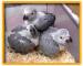 Úplne krotké mláďatá papagája sivého - Predaj