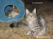 Koteczka Maine Coon - Sprzedaż