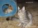 Koteczka Maine Coon - Sprzedaż