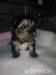 Śliczne szczeniaki York - Sprzedaż