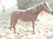 Welsh part bred šikovná kobylka - Prodej