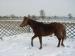 Welsh part bred šikovná kobylka - Prodej
