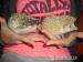 Ochočený ježek bělobřichý - Prodej
