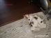 Jack russel terier - Prodej