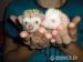 Krytí ochočený ježek bělobřichý - Prodej