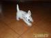 West Highland White Terrier - Sprzedaż