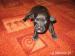 patterdale terier - Prodej