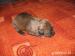 patterdale terier - Prodej