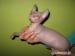 Don sphynx s PP - Predaj
