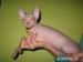 Don sphynx s PP - Predaj