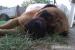 Bullmastiff - Predaj