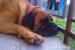 Bullmastiff - Predaj