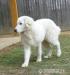 Pyrenejský horský pes "Bella" - Prodej