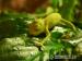 Chameleon Jemenský - Prodej