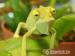 Chameleon Jemenský - Prodej