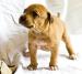  Šteniatka Staffordshire a Pitbull (Am.Staffbull) - Predaj