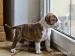  Šteniatka Staffordshire a Pitbull (Am.Staffbull) - Predaj