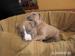  Šteniatka Staffordshire a Pitbull (Am.Staffbull) - Predaj