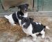 Štěňátko Jack Russell teriéra - Prodej