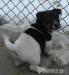 Štěňátko Jack Russell teriéra - Prodej