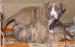 Am. Staffbull (Stafford x Pitbull) - Predaj