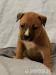 Am. Staffbull (Stafford x Pitbull) - Predaj