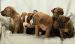 Am. Staffbull (Stafford x Pitbull) - Predaj
