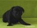 Stafordšírský bulteriér s PP - Prodej