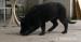 Prodám pejska německých ovčáků - Prodej