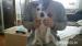 Jack russel - Darovanie